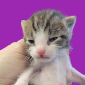 Jade, Baby Female Domestic Short Hair