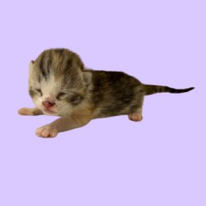 TUSC-Stray-81190, Baby Female Domestic Short Hair