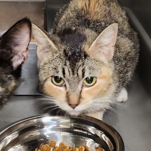68120, Adult Female Domestic Short Hair