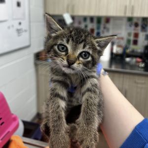 Margo, Baby Female Domestic Short Hair