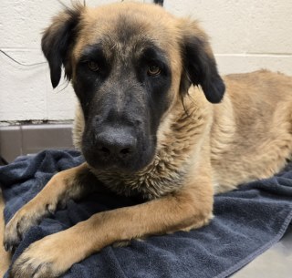 Charlie, an adoptable Leonberger, Mixed Breed in APPLE VALLEY, CA, 92307 | Photo Image 1