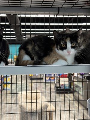 Karat, Baby Female Domestic Short Hair
