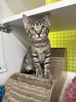 Atlas 7088, Baby Female Domestic Short Hair