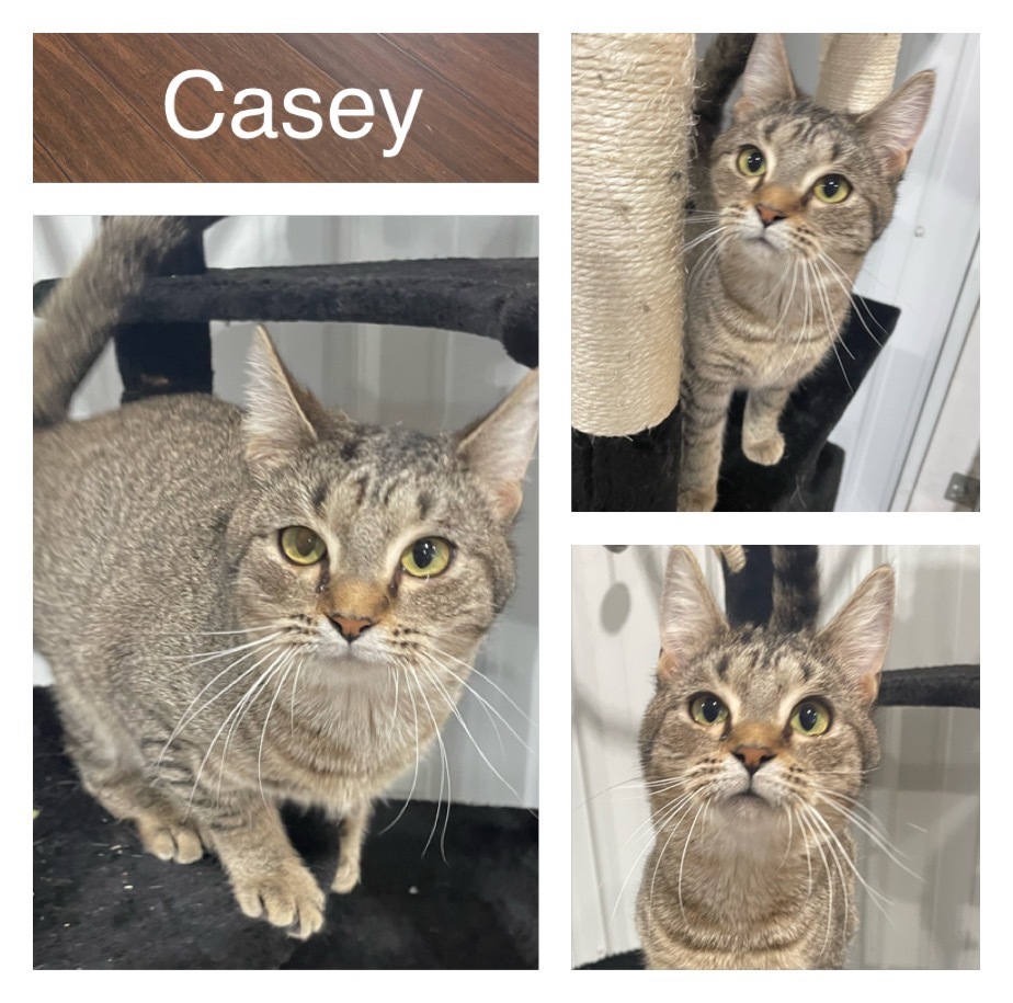 Casey