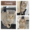 Casey photo 1