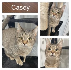 Casey, Adult Female unknown