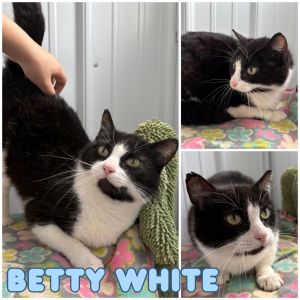 Betty White, Adult Female Domestic Short Hair
