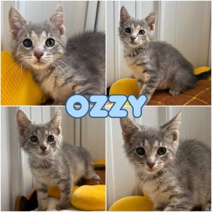 Ozzy, Baby Male Domestic Short Hair