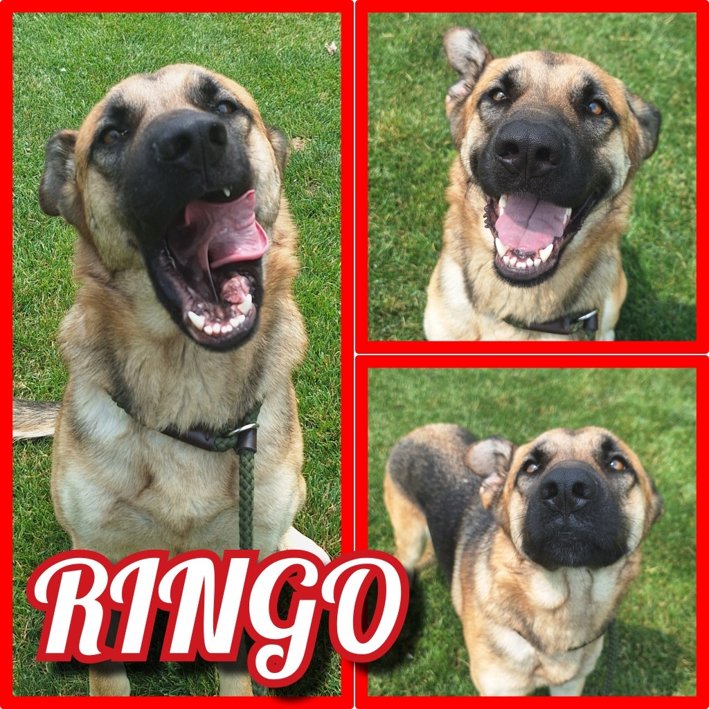 Ringo