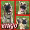 Ringo photo 1