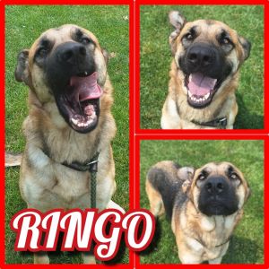 Ringo, Young Female unknown