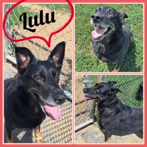 Lulu, Senior Female unknown
