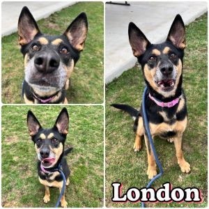 London - SPONSORED, Adult Female unknown