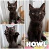 Howl photo 1