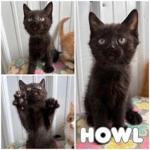 Howl, Baby Male unknown