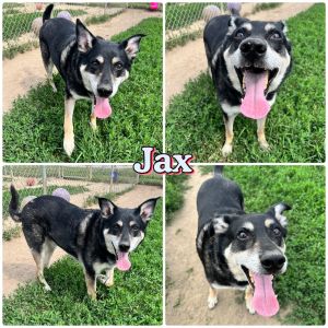 Jax - REDUCED FEE, Adult Male unknown