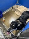 Jax - REDUCED FEE photo 3