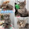 Markl photo 1