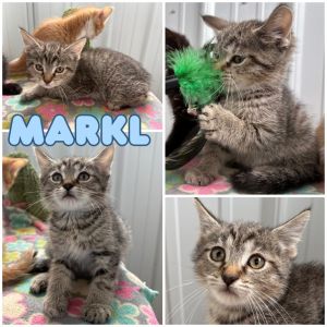 Markl, Baby Male Domestic Short Hair