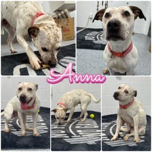 Anna, Adult Female unknown