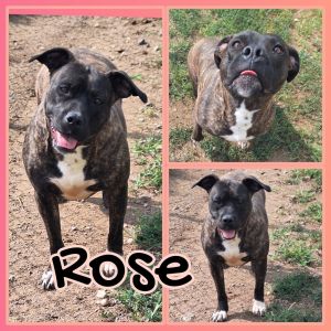 Rose, Adult Female unknown