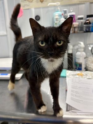 Sylvie, Adult Female Domestic Short Hair