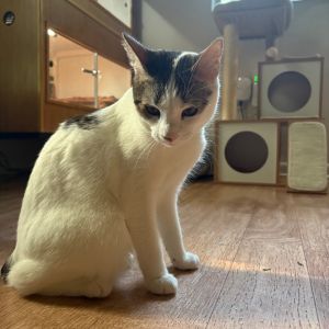 Sweet Nubs was returned to IMOM due to no fault of her own Nubs is a little over a year
