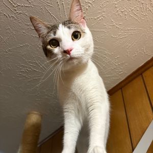 Nubs was recently returned to IMON through no fault of her own and shes ready to find her FOREVER 