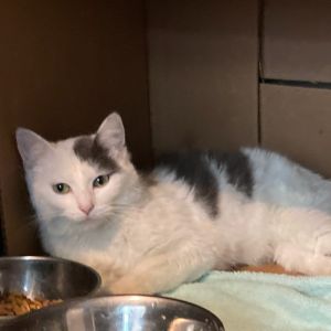 Maggie Mae Jo Domestic Short Hair Cat