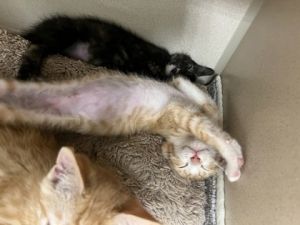 Bebe Rexha, Young Female Domestic Short Hair