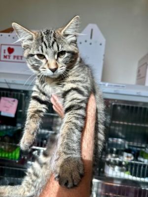 Syrup, Baby Female Domestic Medium Hair