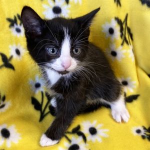 Carpenter, Baby Male Domestic Short Hair