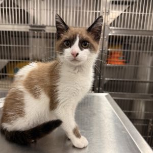 Kahvie, Baby Female Domestic Short Hair
