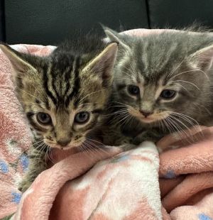 Abbott, Young Male Domestic Short Hair