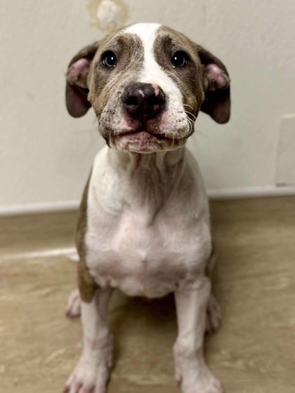 Pet Image