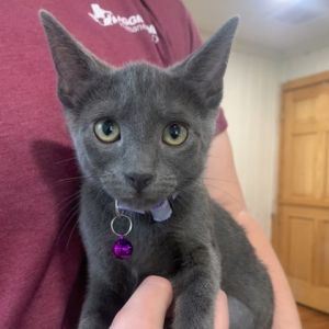 Kendall, Baby Female Domestic Short Hair