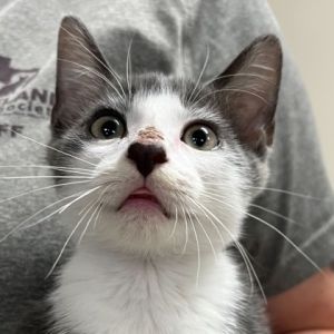 58866668, Baby Male Domestic Short Hair