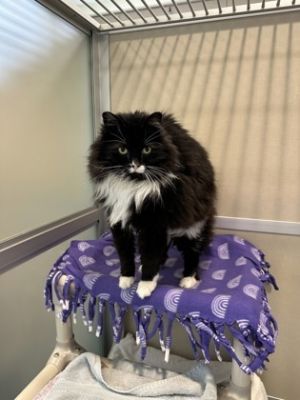 Ramsey, Senior Female Domestic Long Hair