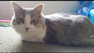 What my friends at Seattle Humane say about me The folks here are still learning about me