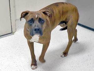 Lana*, Adult Female unknown