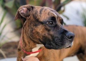 Lana*, Adult Female unknown
