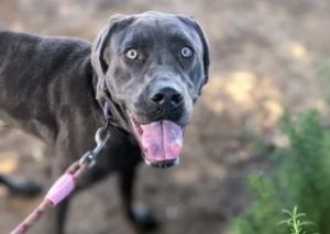 Lola, Adult Female unknown