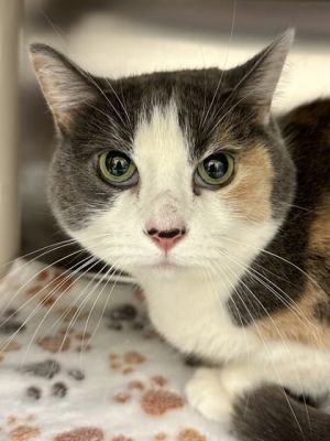 Flerken, Adult Female Domestic Short Hair