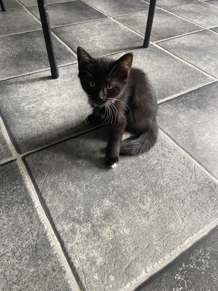 Salem