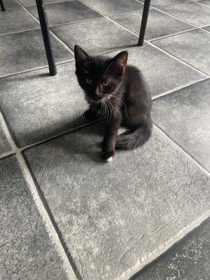 Salem, Baby Male Domestic Short Hair