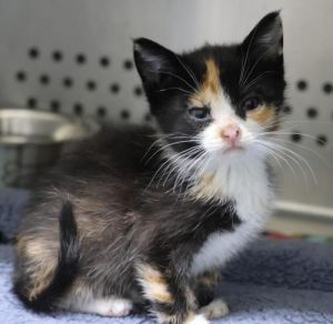 Sally, Baby Female Domestic Short Hair