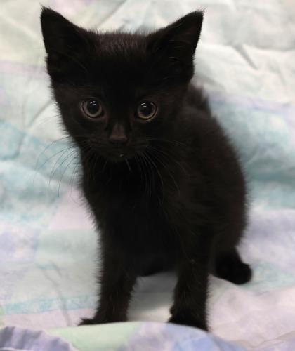 Piper