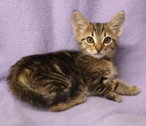 Tally, Baby Female Domestic Short Hair