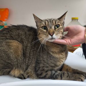 Yogi, Adult Male Domestic Short Hair