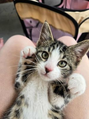 **Cat Cafe** Forrest, Baby Male Domestic Short Hair